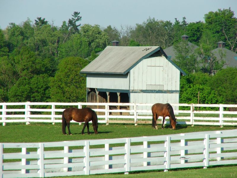 Livestock Fencing Installation